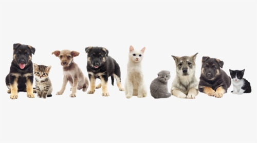 Snippet Citrus Spay And Neuter Pets - Png Cats And Dogs, Transparent Png, Transparent PNG