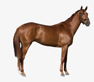 Horse Stock Photography Royalty-free - Free Transparent Images Horse, HD Png Download, Transparent PNG