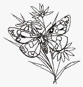 Pencil Of Butterflies At - Flowers And Butterfly Line Drawings, HD Png Download, Transparent PNG