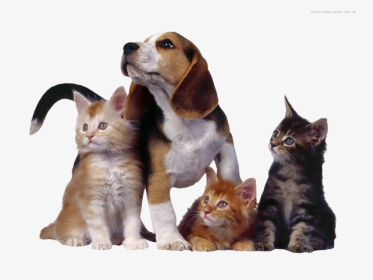 Three Cats And One Dog, HD Png Download, Transparent PNG