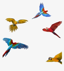 Macaw Download Png, Parrot Png - Vijay Mahar Parrot Background, Transparent Png, Transparent PNG