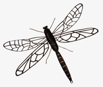 Indigo, HD Png Download, Transparent PNG