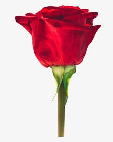 Rose Png Hd, Transparent Png, Transparent PNG