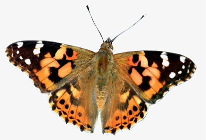 Painted Lady Butterfly Clear Background, HD Png Download, Transparent PNG