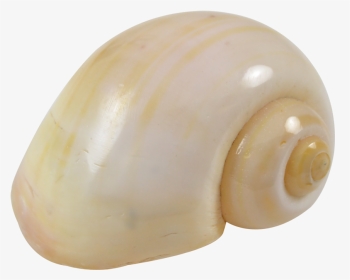 8 Cherry Yellow Snail Shells - Lymnaeidae, HD Png Download, Transparent PNG