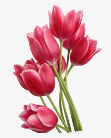Tulip Png High-quality Image - Transparent Background Tulips Png, Png Download, Transparent PNG