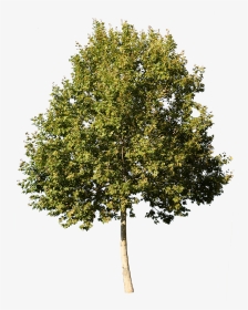 Sycamore Tree No Background, HD Png Download, Transparent PNG