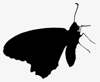 Delicate Butterfly Silhouette - Butterfly, HD Png Download, Transparent PNG