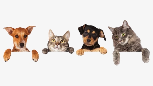 Kritter Kommunity - Dog And Cat Group, HD Png Download, Transparent PNG