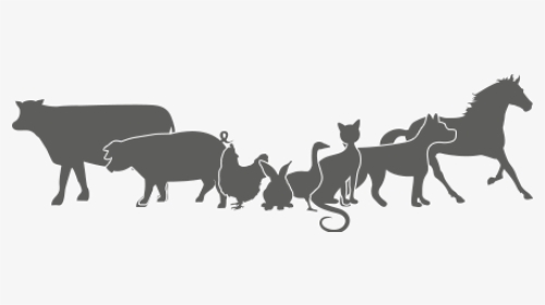Animales - Black Cat, HD Png Download, Transparent PNG