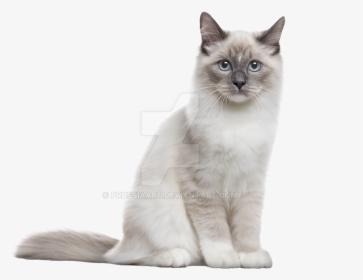 The Cat Sits On A Transparent Background - Neva Masquerade, HD Png Download, Transparent PNG