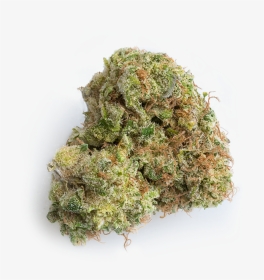 Agent Orange - Liverwort, HD Png Download, Transparent PNG