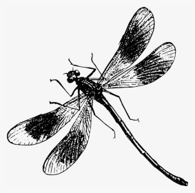 Insect Flies Black And White, HD Png Download, Transparent PNG