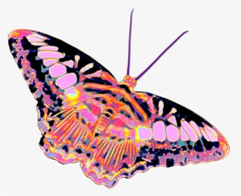 #butterfly #holo #holographic #colorful #rainbow #pastel - Moth, HD Png Download, Transparent PNG