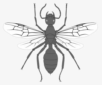 Drawing Of A Arthropod, HD Png Download, Transparent PNG