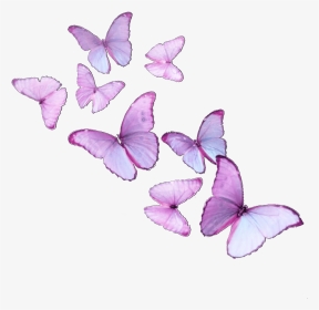 #butterfly #butterflies #butterflyeffect #butterflysticker - Brush-footed Butterfly, HD Png Download, Transparent PNG