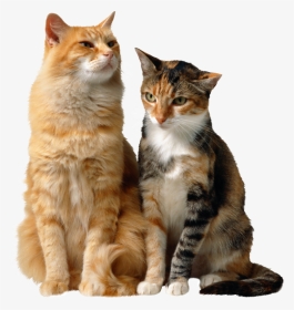 Cats Background Cat Transparent - Two Cats Sitting Together, HD Png Download, Transparent PNG