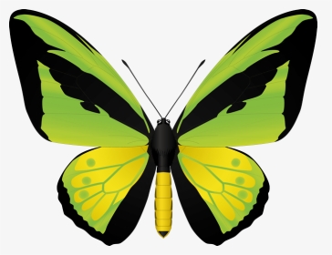 Ornithoptera Goliath, HD Png Download, Transparent PNG