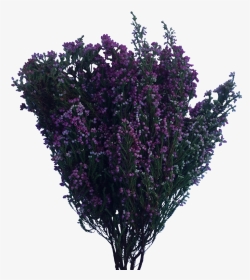 Bush Buds Farm Gate - English Lavender, HD Png Download, Transparent PNG