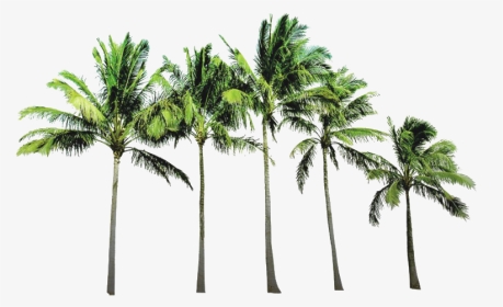 Coconut Tree Png Picture - Coconut Trees Background Png, Transparent Png, Transparent PNG