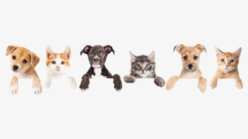Cat And Dog Footer, HD Png Download, Transparent PNG