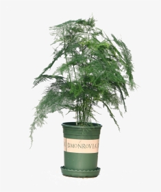 Wen Bamboo Seedlings Potted Flowers Potted Plants Purify - Indoor Ever Green Plant, HD Png Download, Transparent PNG