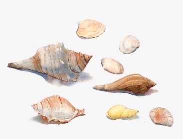 Seashell Watercolor Painting Sea Snail Conchology - รูป วาด หอย ใน น้ำ, HD Png Download, Transparent PNG