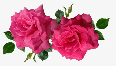 Roses Flowers Romantic Free Photo - Aesthetic Red Flowers Transparent, HD Png Download, Transparent PNG