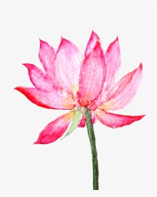 Pink Lotus Flower Painting, HD Png Download, Transparent PNG