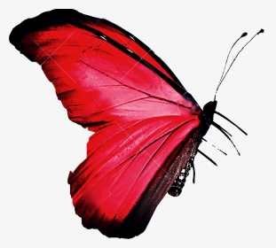 #butterfly #stickers #pink #picsart #freetoedit - Small Bright Red Butterfly, HD Png Download, Transparent PNG
