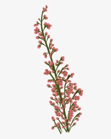 Flower Pink Plant Free Photo - Flowers Transparent Drawing, HD Png Download, Transparent PNG