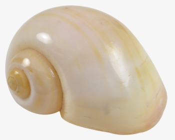 Cherry Yellow Snail - Bead, HD Png Download, Transparent PNG