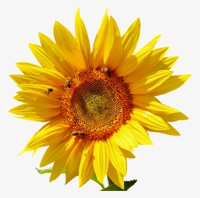 Sun Flower Png, Transparent Png, Transparent PNG