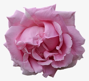 Pink Flower By Frankandcarystock On Deviantart - Google Flower Pngs, Transparent Png, Transparent PNG