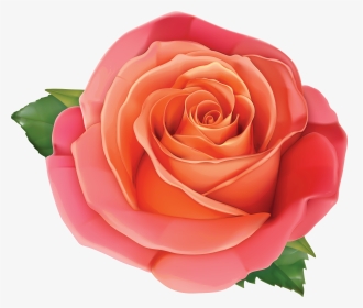Pink Rose Clipart Orange Rose Gallery Size Image High - Pink And Orange Roses Transparent, HD Png Download, Transparent PNG