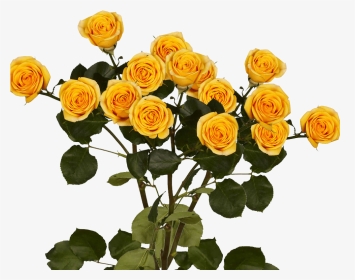 Long Stem Yellow Spray Roses - Garden Roses, HD Png Download, Transparent PNG