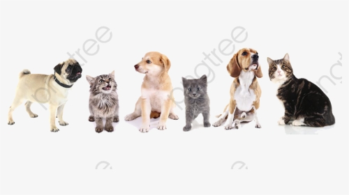 Transparent Dog Clipart - Wall Painting Of Cat And Dog, HD Png Download, Transparent PNG