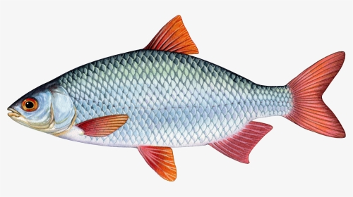 School Fish Png, Transparent Png, Transparent PNG