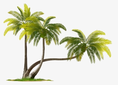 Coconut Tree Png Download Image - Coconut Tree Images Png, Transparent Png, Transparent PNG