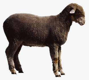 Sheep Goat Cattle - Oveja Y Cabra Png, Transparent Png, Transparent PNG