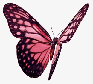 Бабочка - Png - Monarch Butterfly, Transparent Png, Transparent PNG