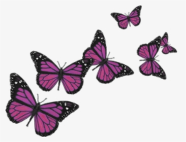 #butterfly #butterflies #cute #nature #pink #love #wings - Butterflies Transparent Background, HD Png Download, Transparent PNG