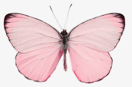 #insect #insects #animals #animal #fly #pink #paint - Pastel Butterfly Transparent Background, HD Png Download, Transparent PNG