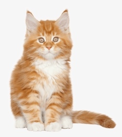 A Cat Sitting Down - Maine Coon, HD Png Download, Transparent PNG