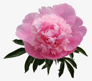 Best Peony - Common Peony, HD Png Download, Transparent PNG