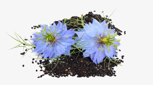 Flower Seed - Black Seed Flower Png, Transparent Png, Transparent PNG