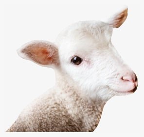 Email Background - Sheep, HD Png Download, Transparent PNG