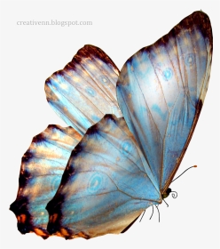 Real Transparent Background Butterfly Png, Png Download, Transparent PNG