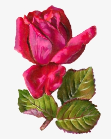 Free Digital Rose Clip Art - Clip Art, HD Png Download, Transparent PNG