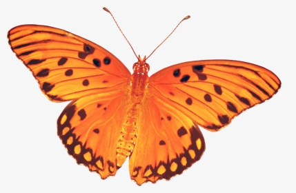 #butterfly #real #orange #nature - Butterfly, HD Png Download, Transparent PNG
